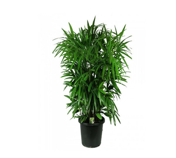 Rhapis excelsa plant for decoration - GH-087