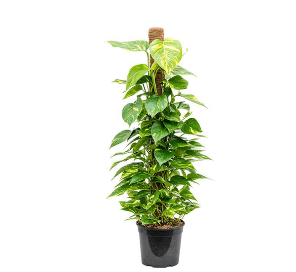 Pothos plant for interior decoration