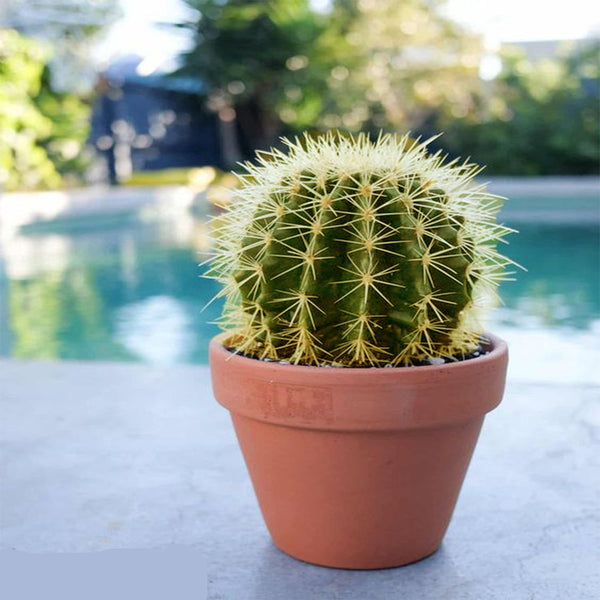 Aunt's cactus plant for outdoor decoration