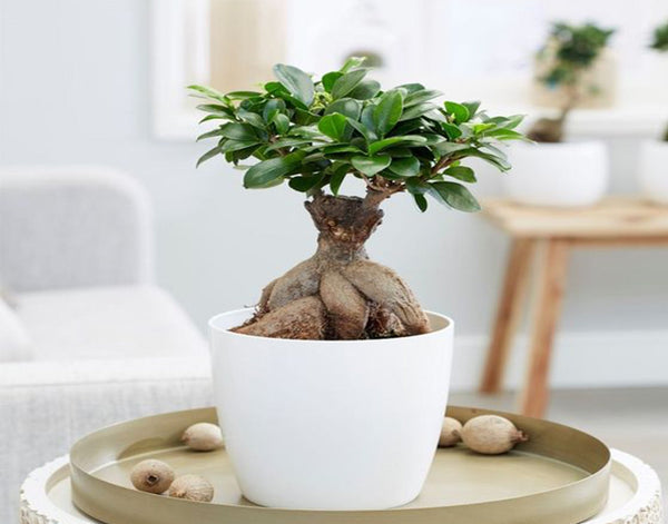 Bonsai plant for outdoor decoration