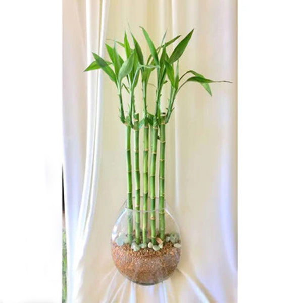 Lucky bamboo plant for decoration - GH-088