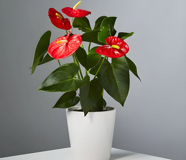 نبات Anthurium andreanum للديكور الداخلي - GH-068