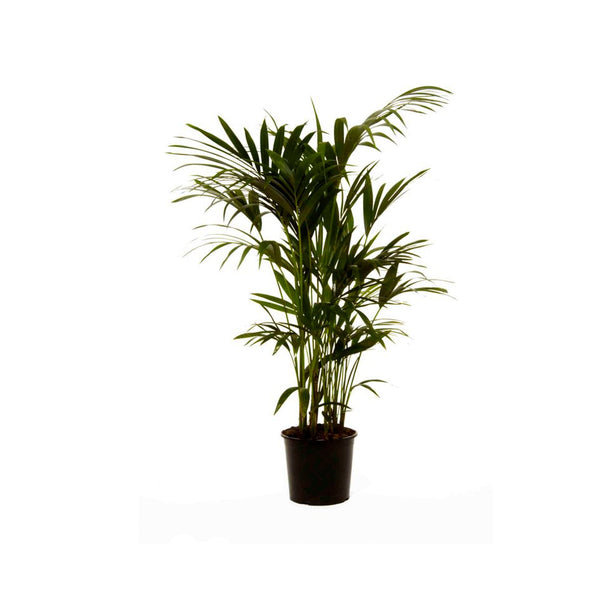 Shamadoria plant for interior decoration