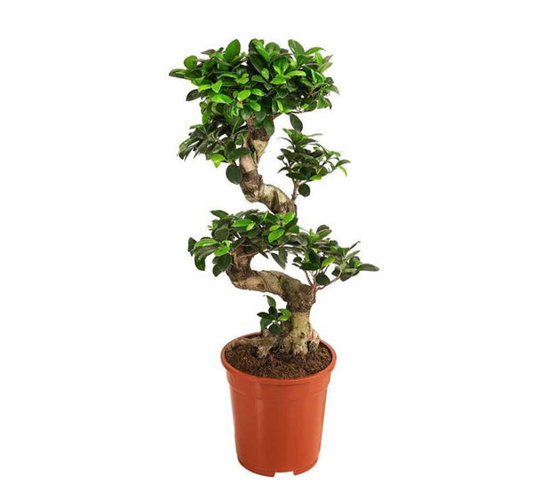 نبات snake bonsai tree للديكور - GH-093