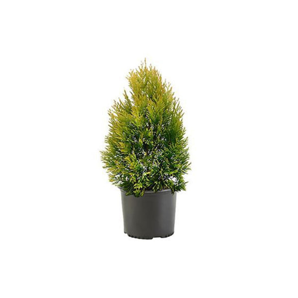 Lemon Cypress plant for outdoor decoration