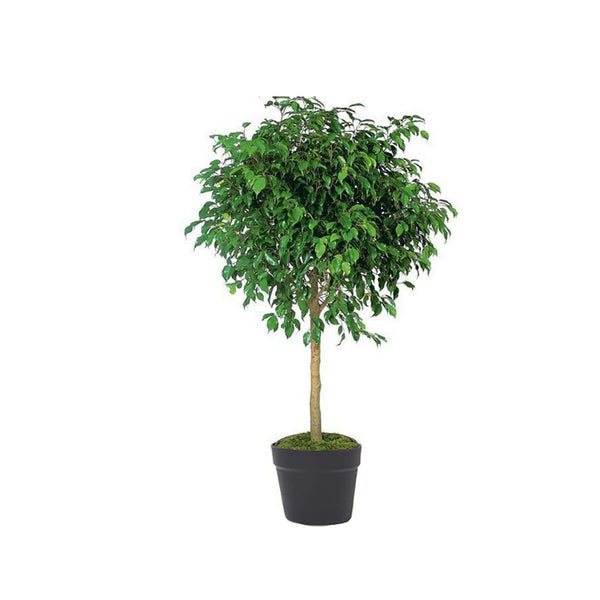 Ficus Benjamina plant for outdoor decoration