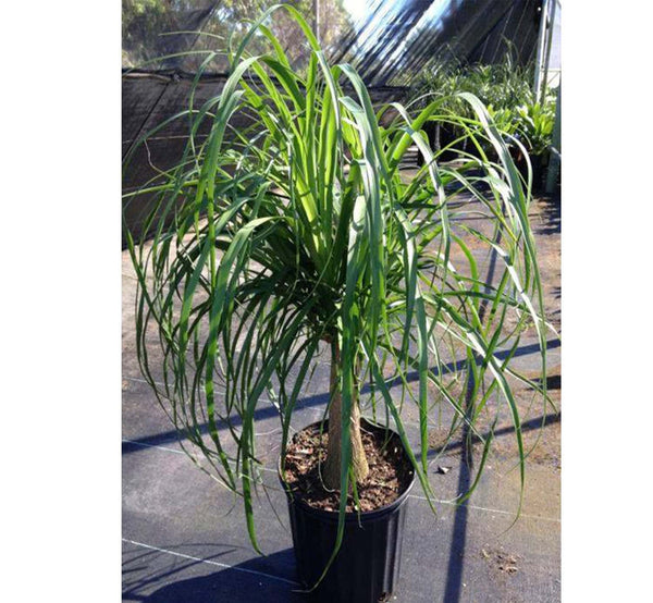 نبات beaucarnea recurvata للديكور - GH-092