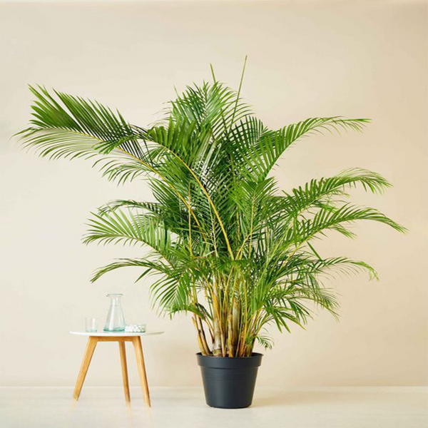 Yellow Areca Palm for outdoor decoration