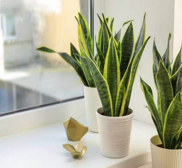 صبار sansevieria للديكور الداخلي - GH-061