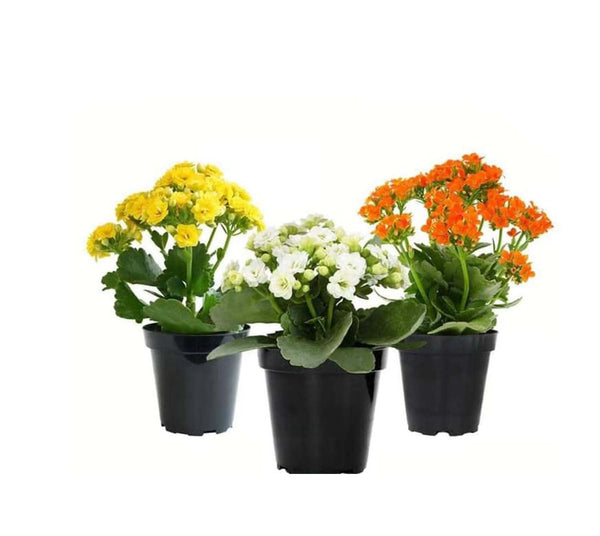 Set of kalanchoe decorative plant - GH-078