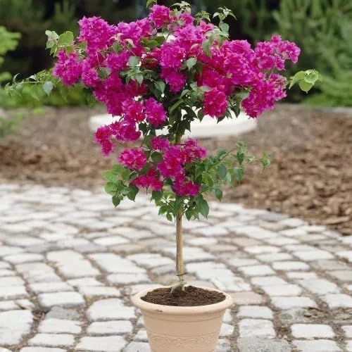 Bougainvillea plant in colorful shades for outdoor decoration