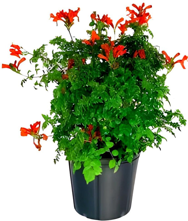 Tecomaria plant for outdoor decoration