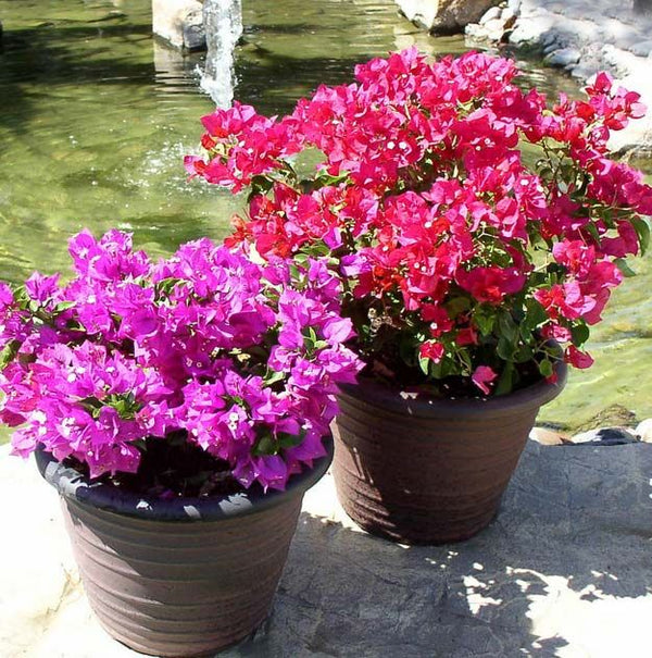 Bougainvillea plants in colors for outdoor decoration