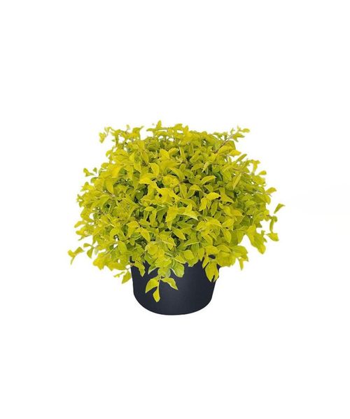 Gold Duranta Plant - GH-023