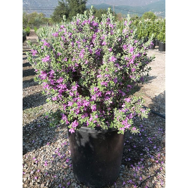 نبات Leucophyllum frutescens للديكور الخارجي - GH-067