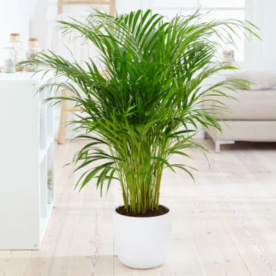 Yellow Areca plant for interior decoration