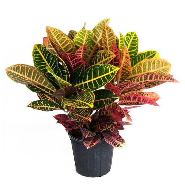 Dutch Croton Plant Colors - GH-009