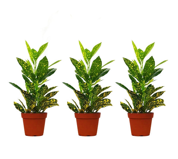 A bouquet of croton plants - GH-029