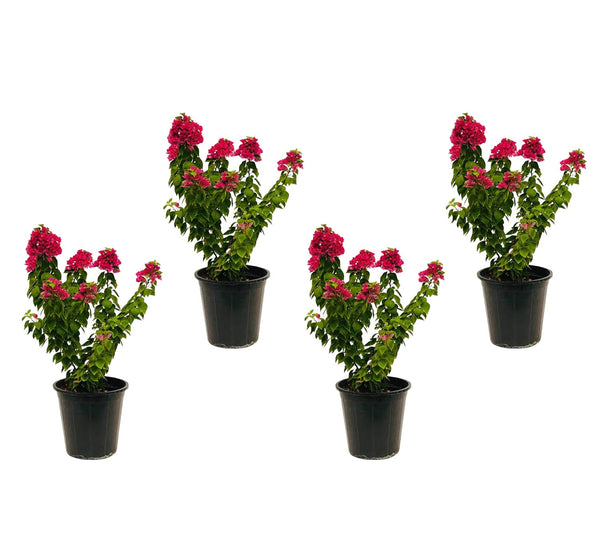 A bouquet of dwarf bougainvillea - GH-045