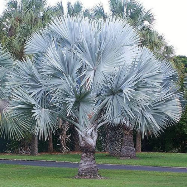 Bismarck Palm for Outdoor Decoration