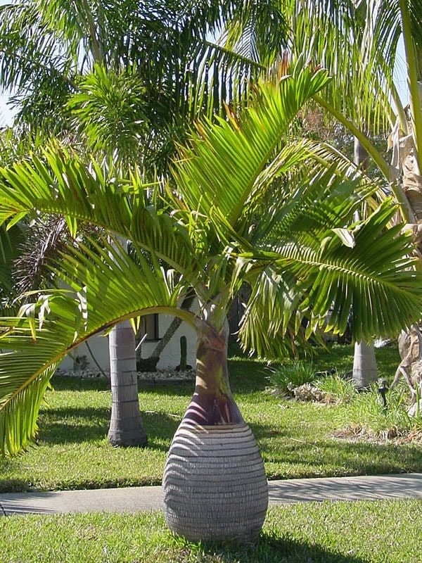 Bottle palm palm tree for outdoor decoration