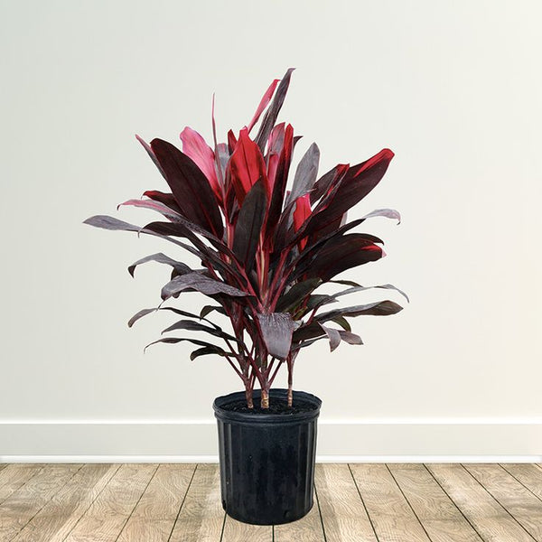 نبات Cordyline للديكور الخارجي - GH-053