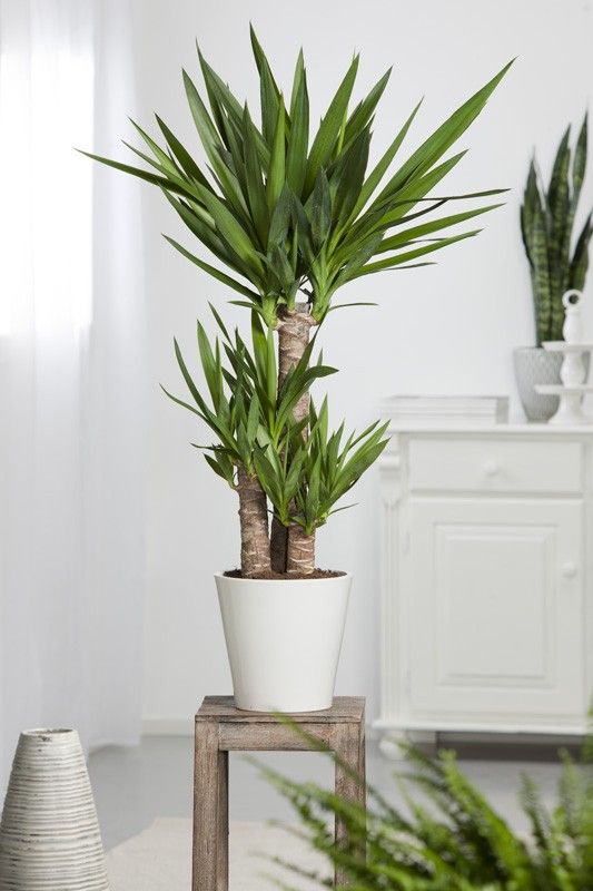 Yucca plant for interior decoration