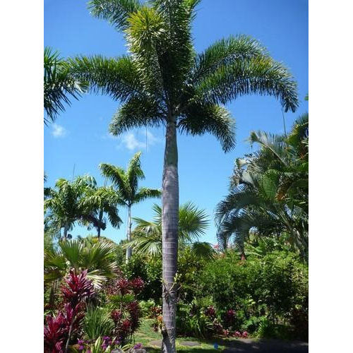 Faux Palm Trees for Outdoor Decoration