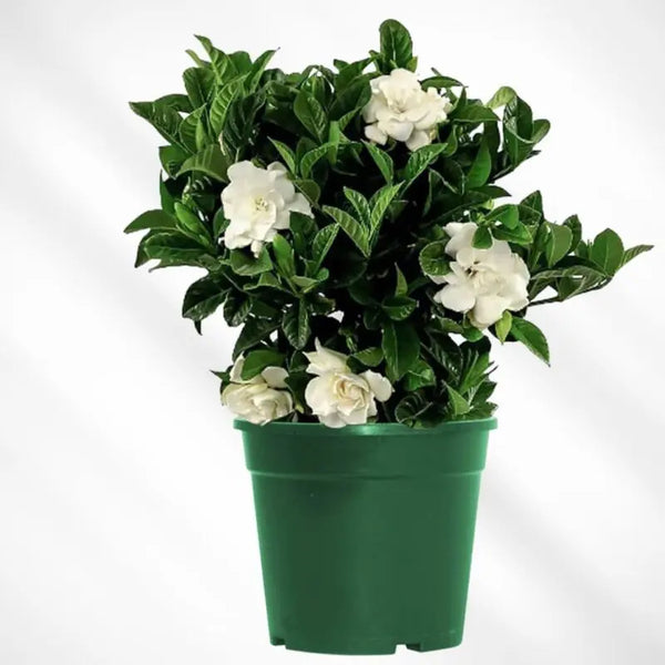 نبات Gardenia للديكور الداخلي - GH-066