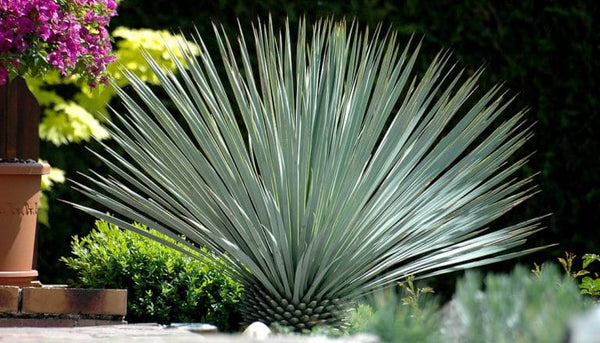 Yucca rostrata plant for outdoor decoration - GH-063